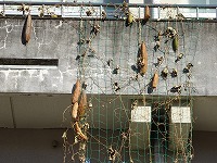 ４年 冬のヘチマ 半田市立板山小学校