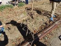 ４年 冬のヘチマ 半田市立板山小学校
